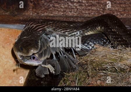 Black Rat Snake, Pantherophis obsoleto, razziare Phoebe orientale, Sayornis phoebe, nido e consumo pulcini Foto Stock