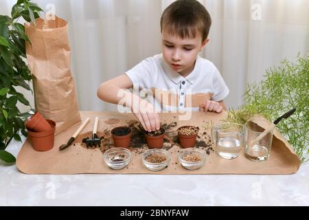 Piantando semi di micro verde in pentole. Il ragazzo trova semi piantati. Foto Stock