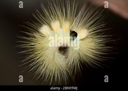 Tussock Moth Caterpillar, famiglia Lymantriidae, con peli lunghi per la protezione, Klungkung, Bali, Indonesia Foto Stock