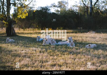 Un gruppo rilassato di leoni in un background savana in un centro di conservazione a Johannesburg, Sud Africa. Foto Stock