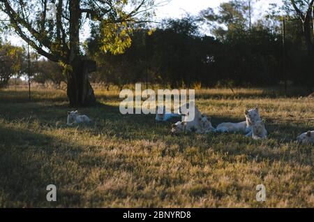 Un gruppo rilassato di leoni in un background savana in un centro di conservazione a Johannesburg, Sud Africa. Foto Stock