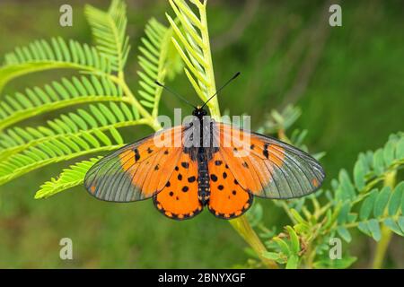 Un giardino colorato acraea farfalla (Acreae horta) seduto su una pianta, Sud Africa Foto Stock