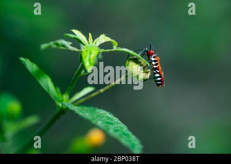 Cotone rosso (bug Dysdercus cingulatus) con erba verde sullo sfondo Foto Stock