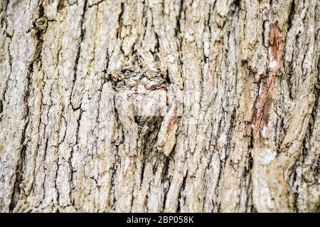 Sfondo da UN cortico di un vecchio albero Foto Stock