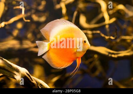 Discous pesce in primo piano acquario. Foto Stock