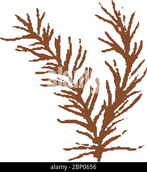 Un mazzo di ramoscelli verdi freschi di rosmarino icona isolata. Riberipes primaverili. astings, mercato agricolo, illustrazione vettoriale. Disegnata a mano Illustrazione Vettoriale