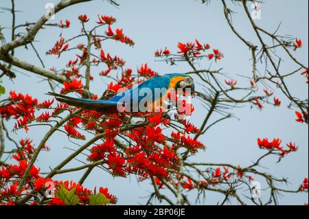 Macaw blu-e-oro, Ara ararauna, nella foresta pluviale alla stazione di campo di Cana, parco nazionale di Darien, provincia di Darien, Repubblica di Panama. Foto Stock