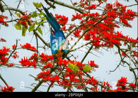 Macaw blu-e-oro, Ara ararauna, nella foresta pluviale alla stazione di campo di Cana, parco nazionale di Darien, provincia di Darien, Repubblica di Panama. Foto Stock