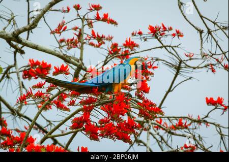 Macaw blu-e-oro, Ara ararauna, nella foresta pluviale alla stazione di campo di Cana, parco nazionale di Darien, provincia di Darien, Repubblica di Panama. Foto Stock