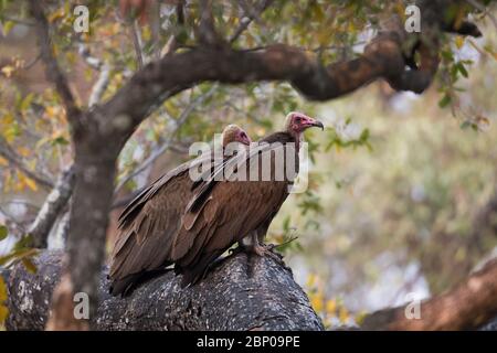 Coppia di avvoltoi con cappuccio seduti sull'albero nel South Luangwa National Park Foto Stock