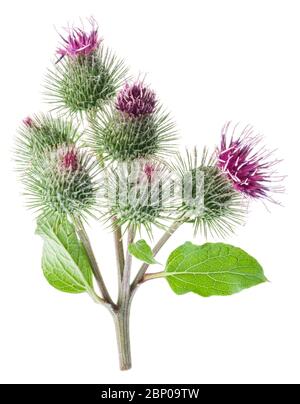 Teste di fiori di burdock prickly isolato su sfondo bianco. Foto Stock