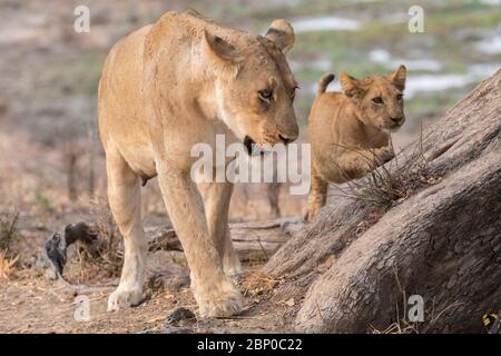 Madre leone africana, South Luangwa National Park Foto Stock