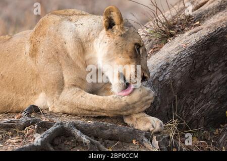 Madre leone africana, South Luangwa National Park Foto Stock