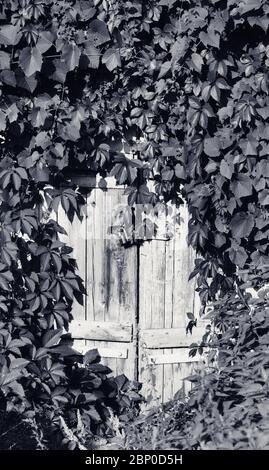 Vecchia porta in legno con serratura in metallo arrugginito d'epoca e foglie di vite selvaggia (superriduttore virginia) al sole di primavera. Immagine retrospettiva in bianco e nero. Foto Stock