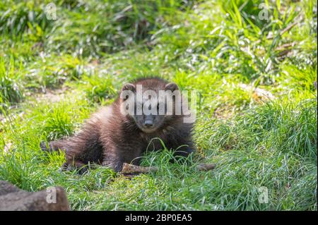 Wolverine camminare nella vegetazione Foto Stock