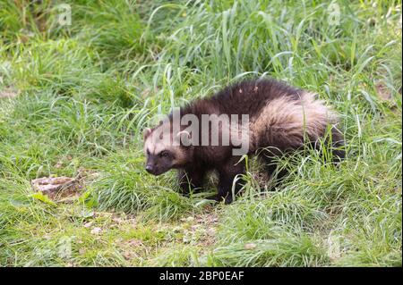 Wolverine camminare nella vegetazione Foto Stock