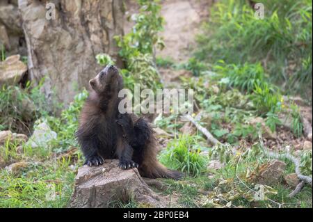 Wolverine camminare nella vegetazione Foto Stock