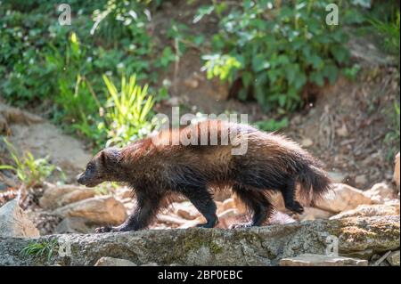 Wolverine camminare nella vegetazione Foto Stock