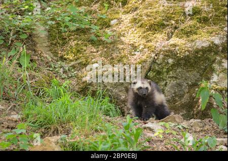 Wolverine camminare nella vegetazione Foto Stock