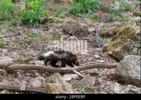 Wolverine camminare nella vegetazione Foto Stock