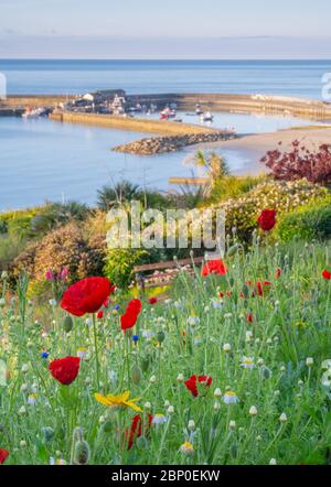 Lyme Regis, Dorset, Regno Unito. 17 maggio 2020. Regno Unito Meteo: Sole di mattina presto e fiori di primavera a Lyme Regis. Una vista dell'iconico Cobb, presa dai Giardini Langmoor. Credit: Celia McMahon/Alamy Live News Foto Stock