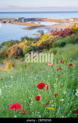 Lyme Regis, Dorset, Regno Unito. 17 maggio 2020. Regno Unito Meteo: Sole di mattina presto e fiori di primavera a Lyme Regis. Una vista dell'iconico Cobb, presa dai Giardini Langmoor. Credit: Celia McMahon/Alamy Live News Foto Stock