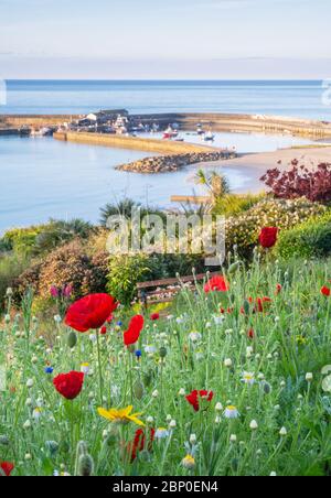 Lyme Regis, Dorset, Regno Unito. 17 maggio 2020. Regno Unito Meteo: Sole di mattina presto e fiori di primavera a Lyme Regis. Una vista dell'iconico Cobb, presa dai Giardini Langmoor. Credit: Celia McMahon/Alamy Live News Foto Stock