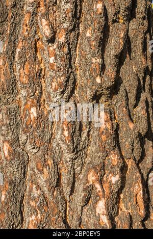 Schema di corteccia dell'albero marrone per sfondo, pronto per montaggio display prodotto. Foto Stock