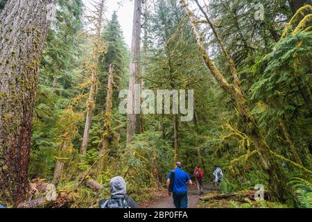 Molta foresta nell'area del parco nazionale olimpico, Washington, usa. Foto Stock