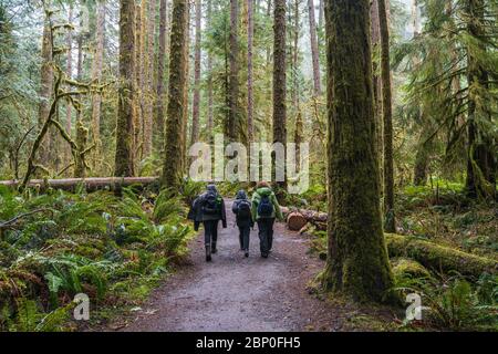 Molta foresta nell'area del parco nazionale olimpico, Washington, usa. Foto Stock