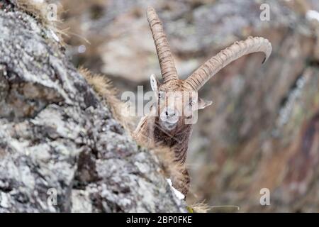 Il possente Ibex nelle Alpi (Capra stambex) Foto Stock