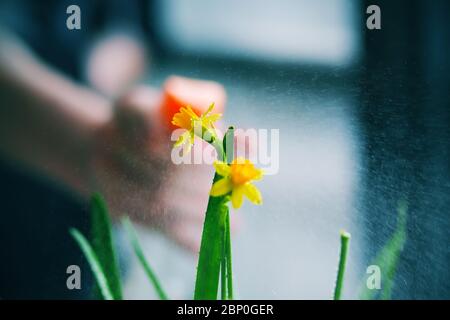 Un fiore giallo brillante di Narcissus con foglie verdi viene spruzzato con gocce d'acqua da una pistola a spruzzo. Cura della pianta. Casa pianta. Foto Stock