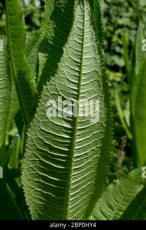 Vista dal basso di una foglia di Teasel, UK (Dipsacus fullonum). Foto Stock