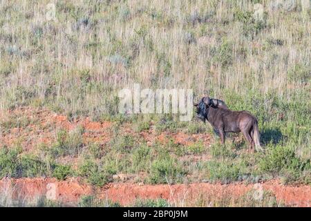 un wildebeest nero, Connochaetes gnou, sul pendio di una montagna a Uithoek vicino Fouriesburg nella provincia dello Stato libero Foto Stock