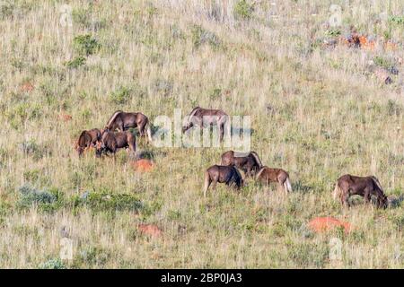 Un gregge di wildebeest nero, Connochaetes gnou, sul pendio di una montagna a Uithoek vicino Fouriesburg, nella provincia dello Stato libero Foto Stock