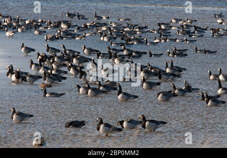 Le oche di Barnacle, leucosi di Branta, si affollano in piedi in mare. Preso ottobre. Isola di Islay, Argyll, Scozia, Regno Unito. Foto Stock