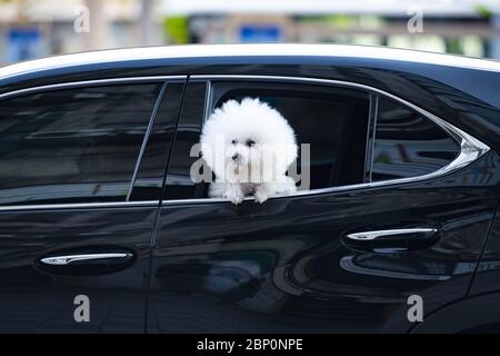 Un bel cane Bichon Frize guarda fuori una finestra di auto lungo una strada a Taipei, Taiwan. Il Bichon Frize è una piccola razza di cane del tipo bichon Foto Stock