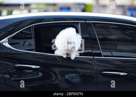 Un bel cane Bichon Frize guarda fuori una finestra di auto lungo una strada a Taipei, Taiwan. Il Bichon Frize è una piccola razza di cane del tipo bichon Foto Stock