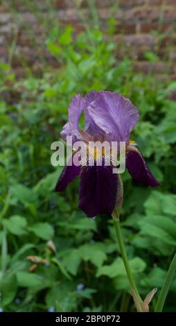 Immagine di raro iris Hester Prynne con petali viola e maroon Foto Stock
