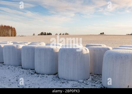 Balle bianche avvolti in paglia su terreni agricoli in inverno in giornata di sole con cielo blu nuvoloso Foto Stock