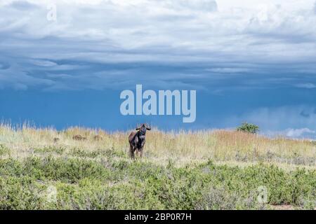 Un wildebeest nero, Connochaetes gnou, contro le nuvole scure a Uithoek vicino Fouriesburg nella provincia dello Stato libero Foto Stock