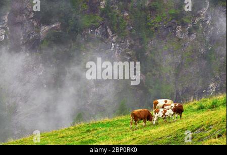 Mucche al pascolo sulla strada alpina Grossglockner, Austria Foto Stock