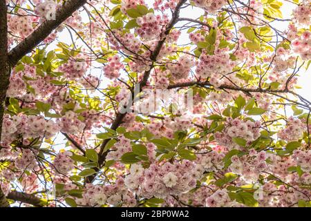 Fioritura ciliegio con molti fiori rosa in vista. Foto di riserva senza royalty. Foto Stock
