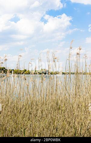 Accogliente scena di canna di fronte al lago Alster ad Amburgo in una calda giornata estiva nuvolosa. Foto di riserva senza royalty. Foto Stock