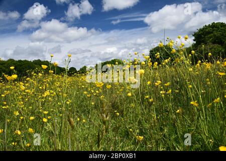 Un prato inglese con coppe di campo (Ranunculus Acris) Foto Stock