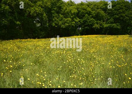 Un prato inglese con coppe di campo (Ranunculus Acris) Foto Stock