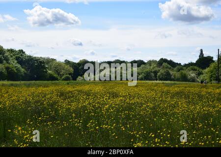 Un prato inglese con coppe di campo (Ranunculus Acris) Foto Stock