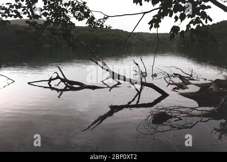 Albero morto caduto che giace nel lago di montagna poco profondo acqua al parco nazionale Plitvice in Croazia Foto Stock
