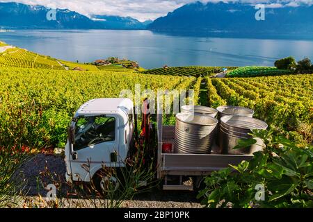 Lavaux, Svizzera: Barili per frutta matura messi su un'auto durante la vendemmia. Visto da Lavaux tarraces vigneto nel Cantone di Vaud Foto Stock