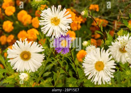 Piante con fiori a margherita: Belle piante di ghiaccio, marigolette, stupendi astici e altri. Agosto 2019 Foto Stock